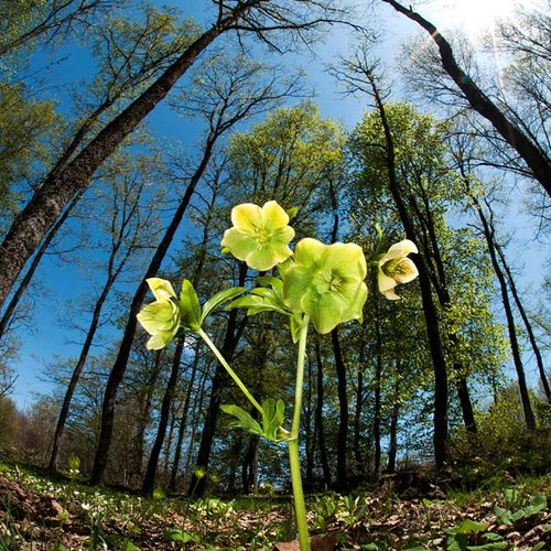 Çiçekli Plateau