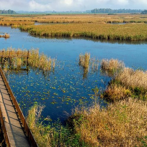 Efteni Lake