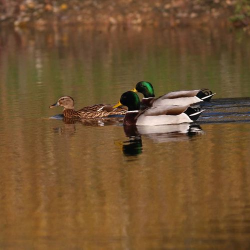 Kırmıtlı Bird Sanctuary