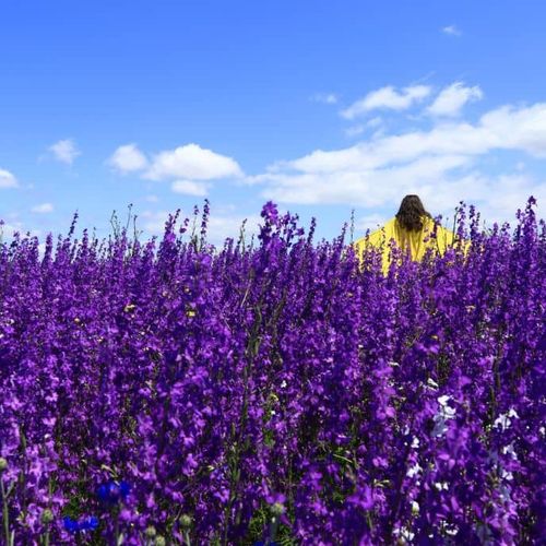 Lavender Gardens