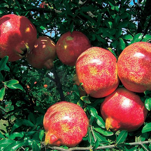 Pomegranate