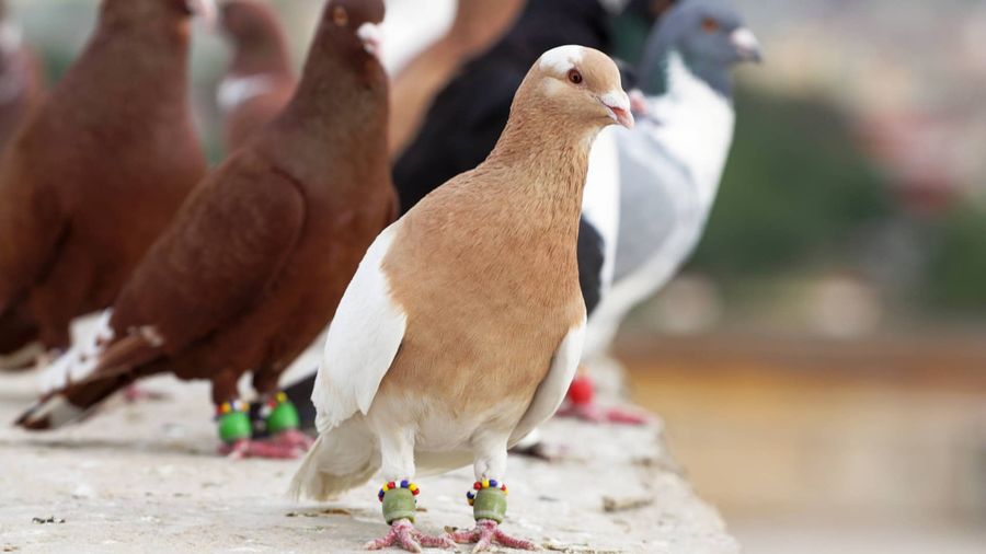 Pigeons