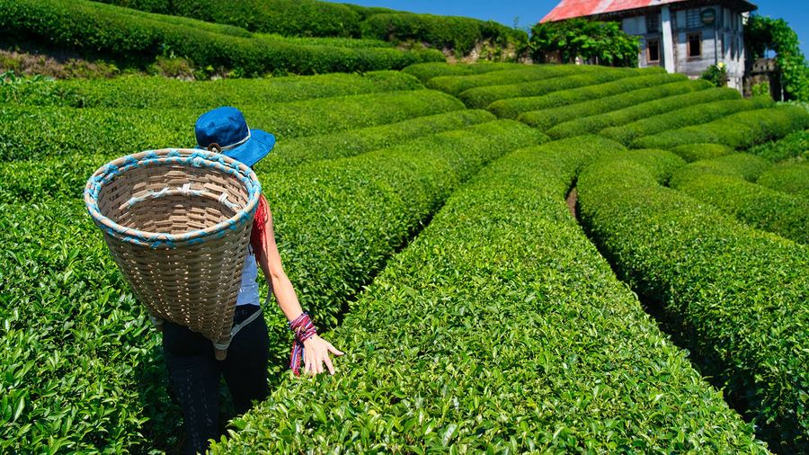 Tea Route