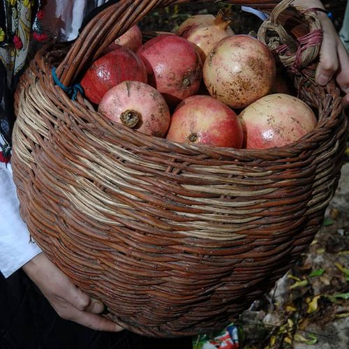 Zivzik Pomegranate