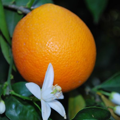 Orangen