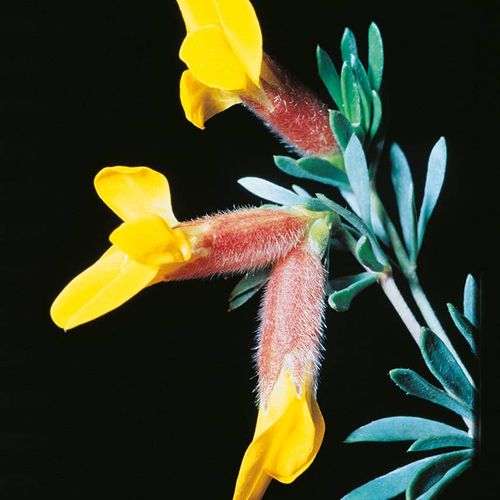 奇花异草