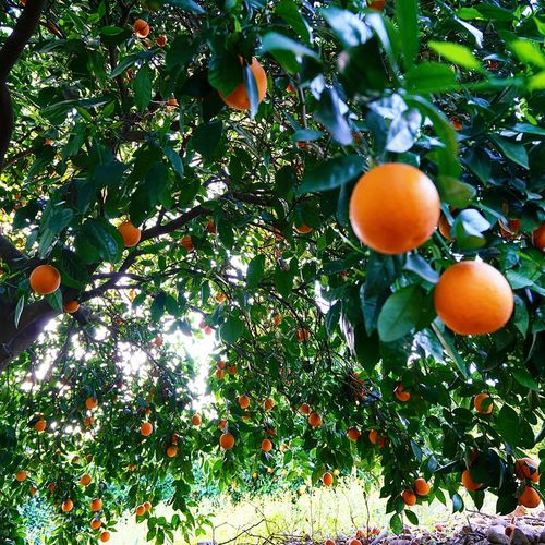 Orangengärten
