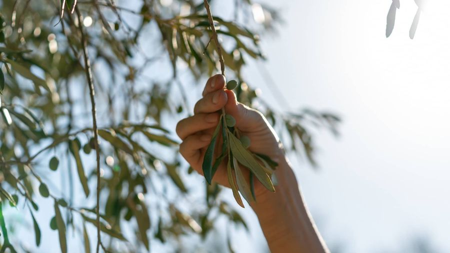 Olive The Fruit of Civilization