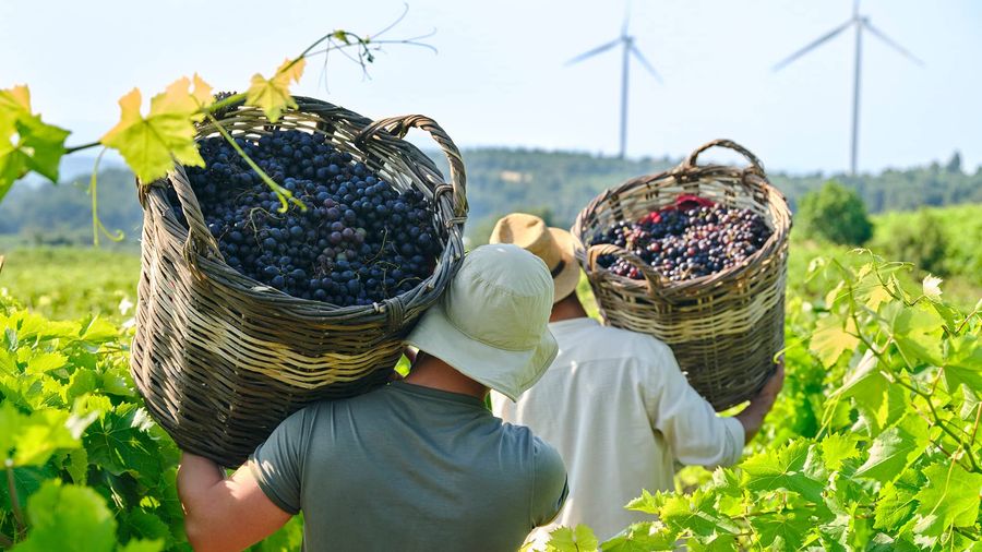 Vineyards