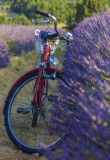 Lavender Gardens