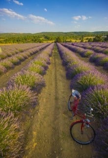 Лавандові сади