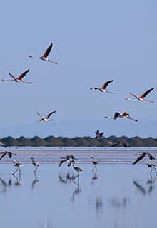 Lac salé