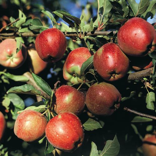 La Manzana de Amasya