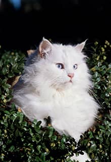 Katze