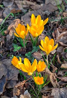 Yellow Crocuses