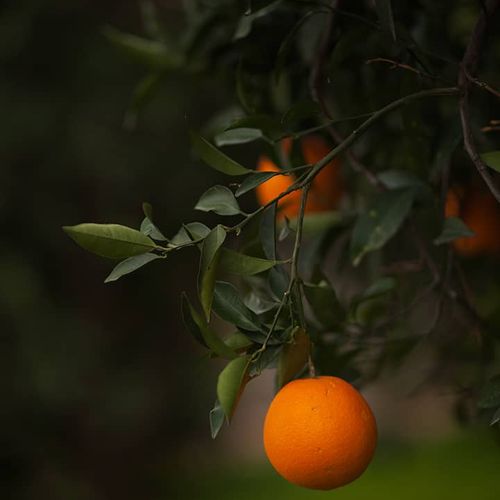 البرتقال الفينيقي
