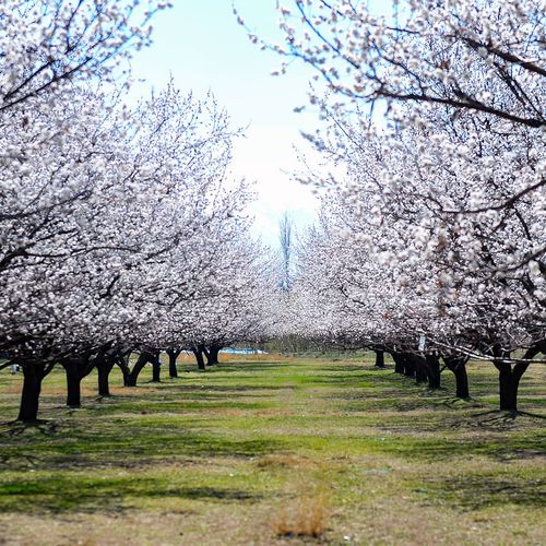 Apricot Gardens