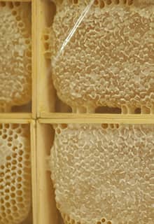Flower Honey