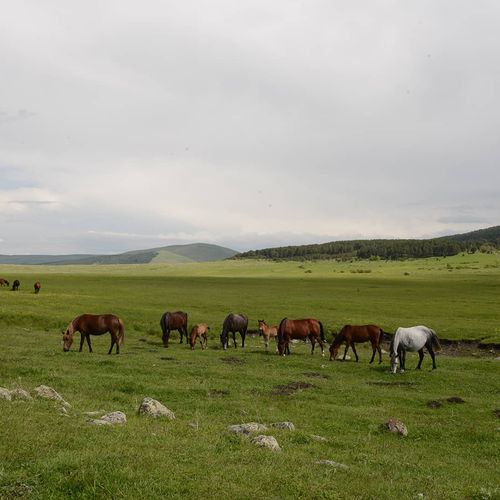 Ardahan Ormanı