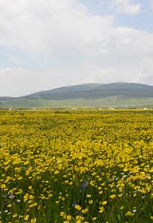 Плато Ардахан