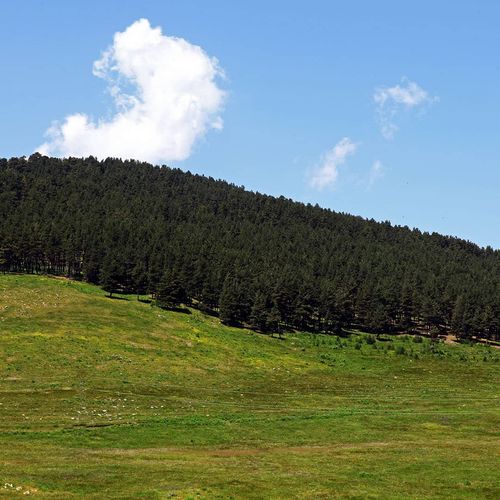 Der Göle Wald