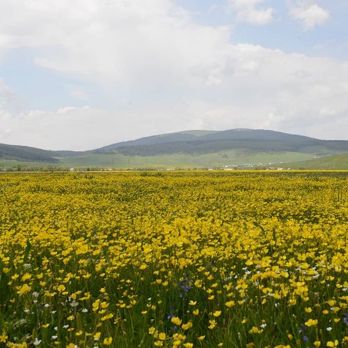 Ardahan Plateaus