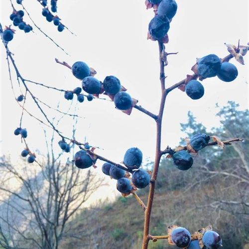 Date Plums