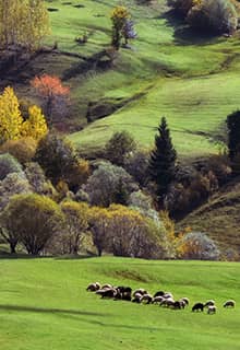 Savşat