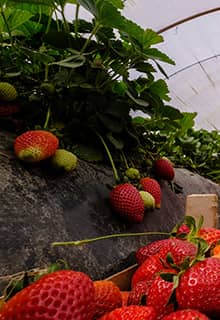Sultanhisar Erdbeeren