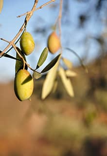 Olive Tree