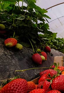 Sultanhisar Strawberries