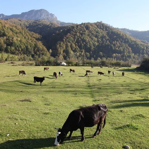 Zoni Plateau