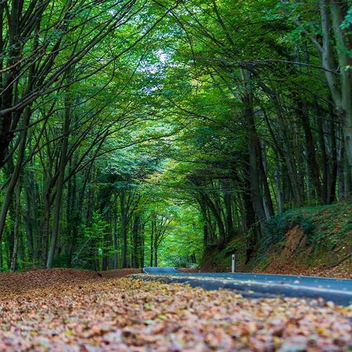 Belgrad Forest