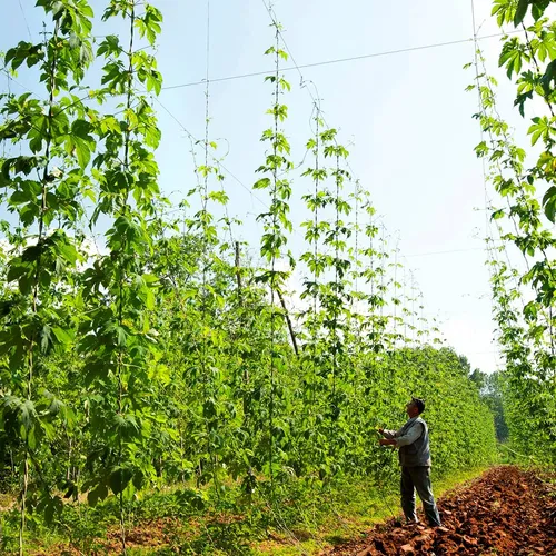 Hopfen