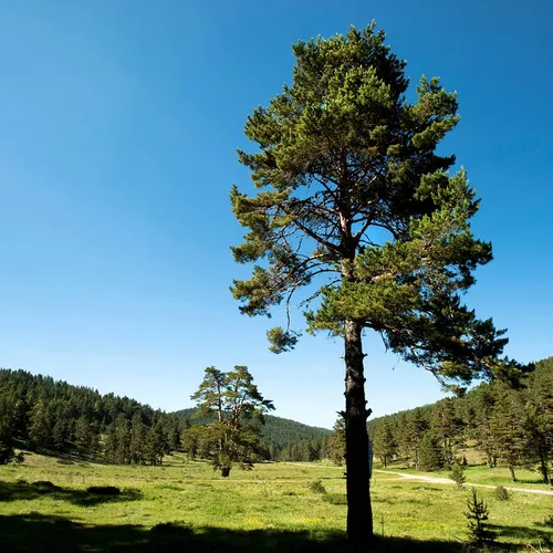 Плато Софулар