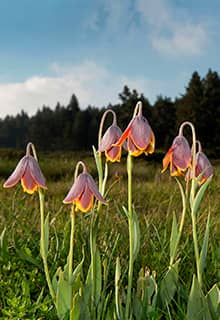 Tulipanes Inversos