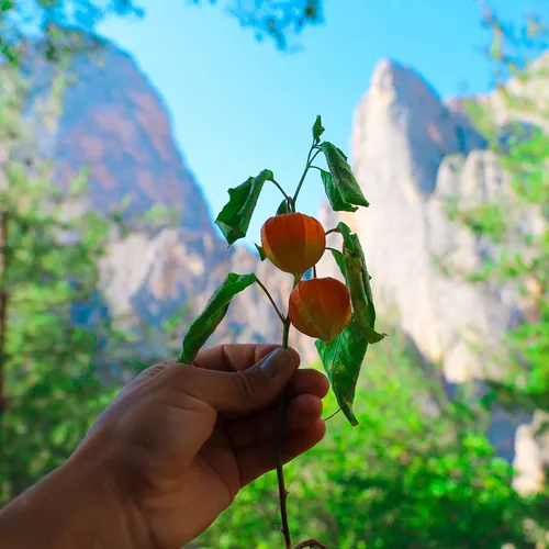 Mountain Strawberry