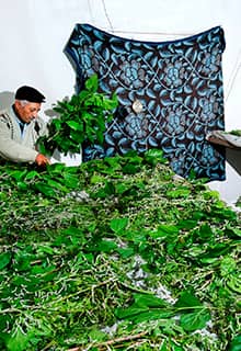 Розведення шовкопряда