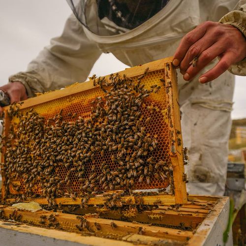 Bingöl Honey