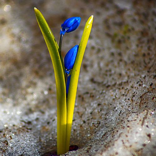 Snowdrop