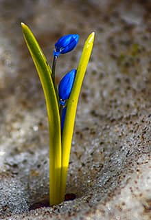 Snowdrop