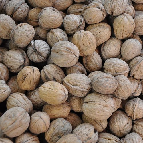 Adilcevaz Walnut