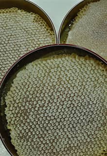 Bitlis Honey