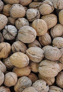 Adilcevaz Walnut