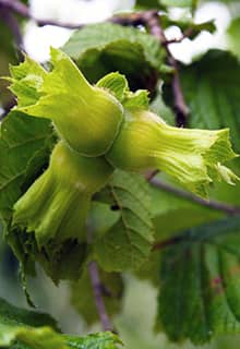 Giresun Hazelnut