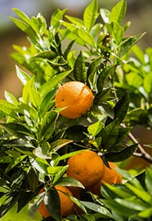 Mandarin