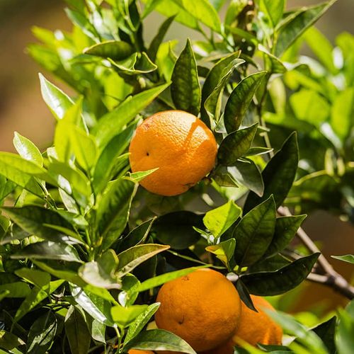 Gallery item 7