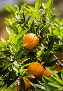 Мандарин Уншіу (Satsuma)