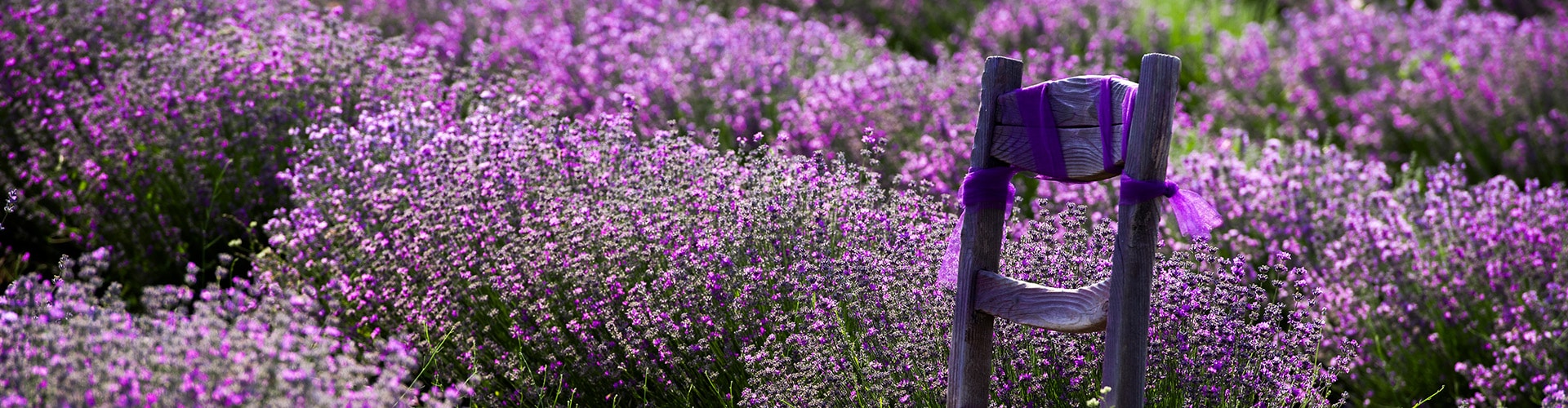 Explore Türkiye’s Flower Garden ‘Isparta’ in the Harvest Season: A Haven of Nature and History Hero
