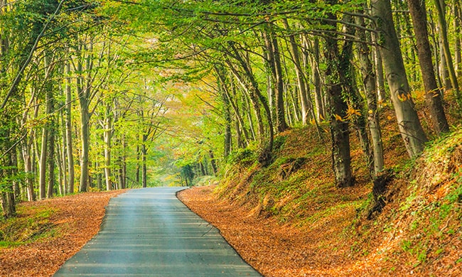 {"external":false,"href":"discover-the-best-trekking-routes-in-and-around-istanbul","target":""}